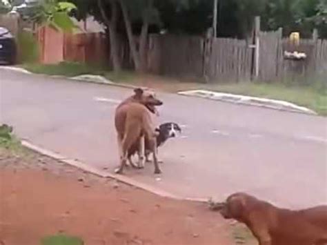 mulher pelada com animal|mulher transando com cachorro pela primeira vez